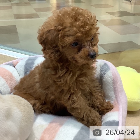 埼玉県のトイプードル(トイ) (ペットプラス ららぽーと新三郷店/2026年2月10日生まれ/男の子/レッド)の子犬の3枚目の画像