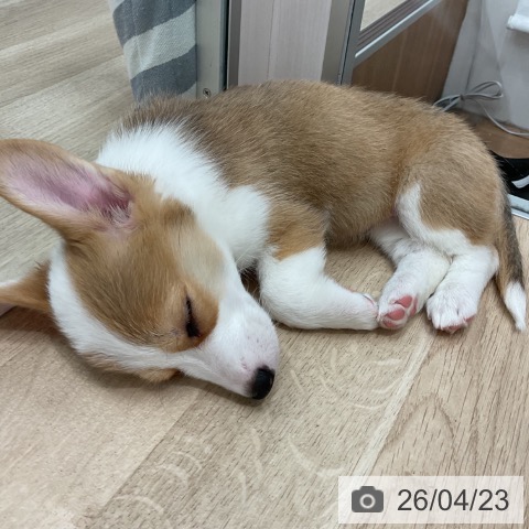 ウェルシュ・コーギー・ペンブロークの写真