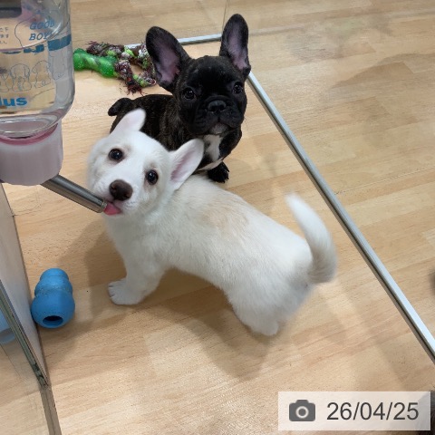 ウェルシュ・コーギー・ペンブロークの写真