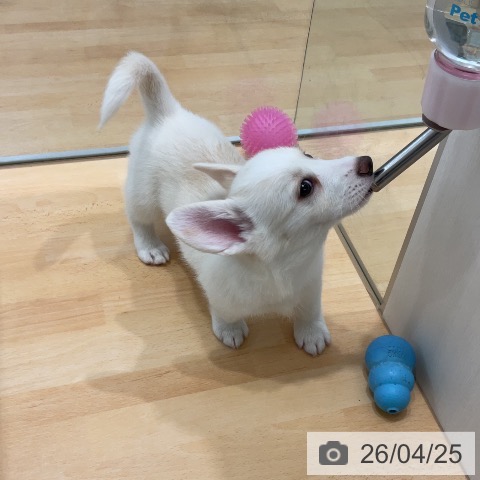 ウェルシュ・コーギー・ペンブロークの写真