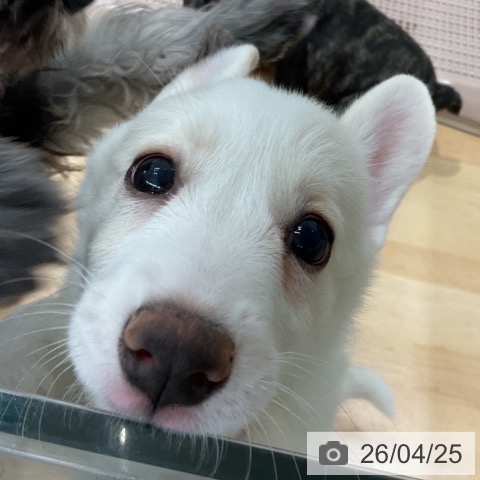 ウェルシュ・コーギー・ペンブロークの写真