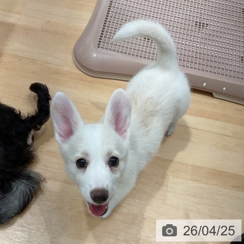 ウェルシュ・コーギー・ペンブロークの写真