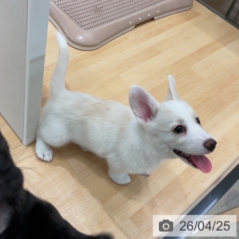 ウェルシュ・コーギー・ペンブロークの写真