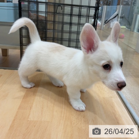 ウェルシュ・コーギー・ペンブロークの写真