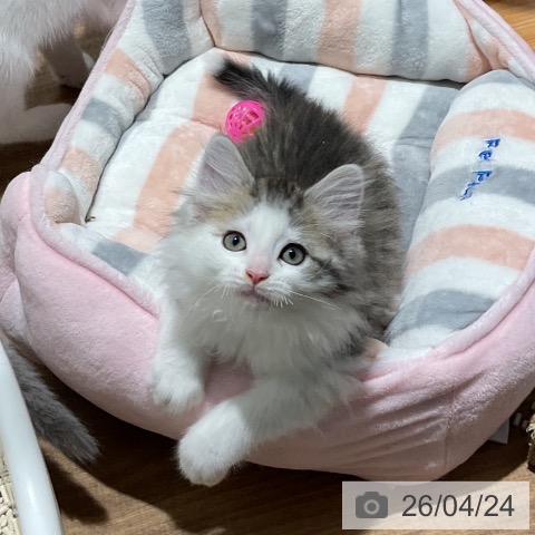 東京都のノルウェージャンフォレストキャット (ペッツワン 青梅インター店/2026年2月16日生まれ/男の子/ブラウンマッカレルタビーホワイト)の子猫の4枚目の画像