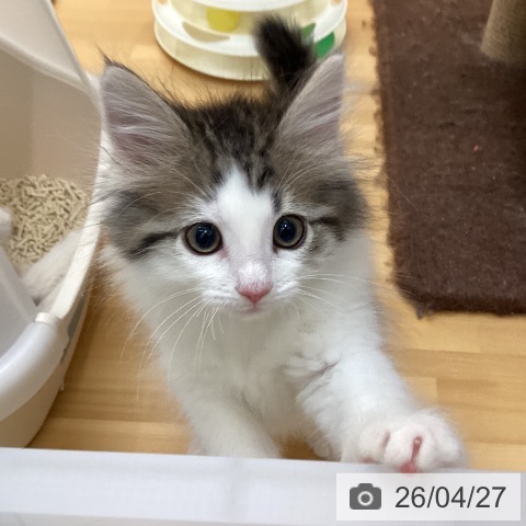 ノルウェージャンフォレストキャットの写真