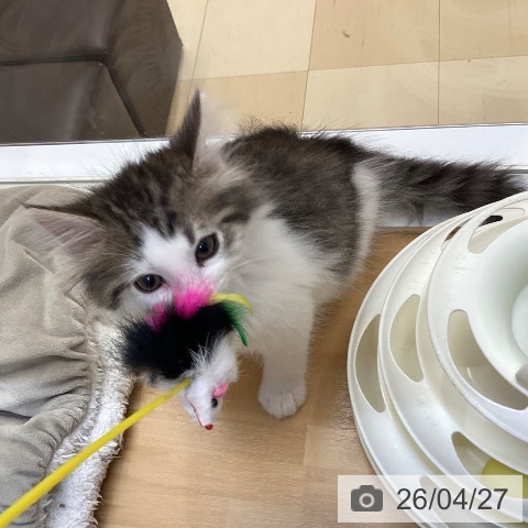 ノルウェージャンフォレストキャットの写真