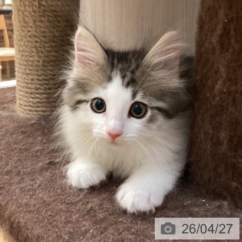 ノルウェージャンフォレストキャットの写真