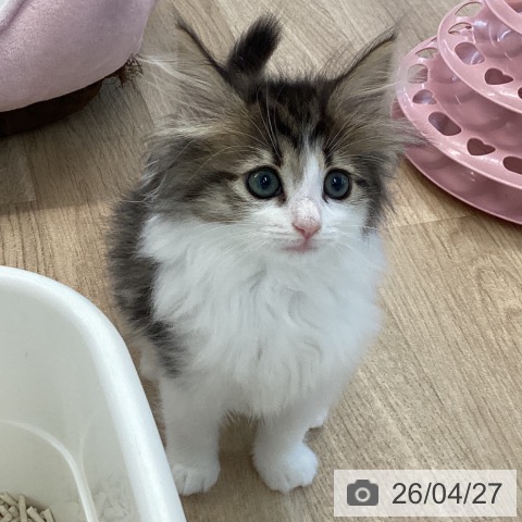 愛媛県のノルウェージャンフォレストキャット (ペットプラス 新居浜店/2026年2月16日生まれ/女の子/ブラウンマッカレルタビーホワイト)の子猫の4枚目の画像