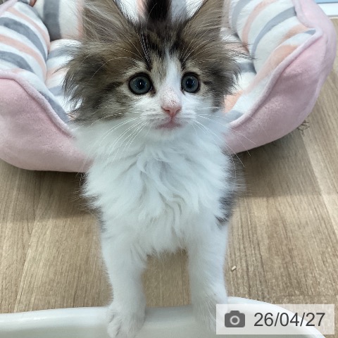 愛媛県のノルウェージャンフォレストキャット (ペットプラス 新居浜店/2026年2月16日生まれ/女の子/ブラウンマッカレルタビーホワイト)の子猫の3枚目の画像