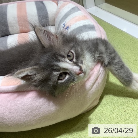 神奈川県のノルウェージャンフォレストキャット (ペットプラス 新百合丘店/2026年2月18日生まれ/男の子/ブルーマッカレルタビーホワイト)の子猫の4枚目の画像