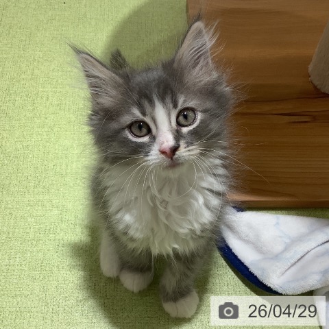 神奈川県のノルウェージャンフォレストキャット (ペットプラス 新百合丘店/2026年2月18日生まれ/男の子/ブルーマッカレルタビーホワイト)の子猫の3枚目の画像