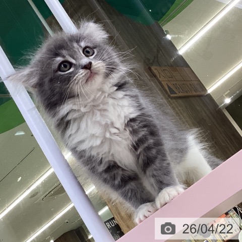 ノルウェージャンフォレストキャットの写真