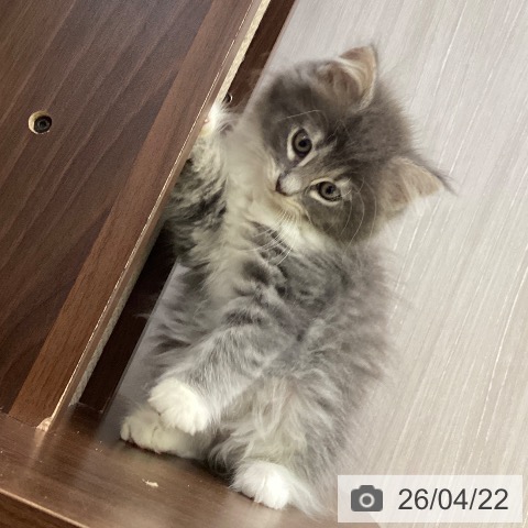 ノルウェージャンフォレストキャットの写真