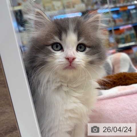 神奈川県のノルウェージャンフォレストキャット (ペットプラス ゆめが丘ソラトス店/2026年2月18日生まれ/女の子/ブルーマッカレルタビーホワイト)の子猫の4枚目の画像