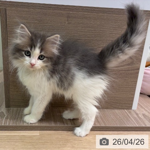 神奈川県のノルウェージャンフォレストキャット (ペットプラス ゆめが丘ソラトス店/2026年2月18日生まれ/女の子/ブルーマッカレルタビーホワイト)の子猫の3枚目の画像