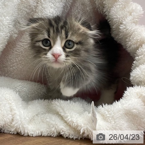 スコティッシュフォールドの写真