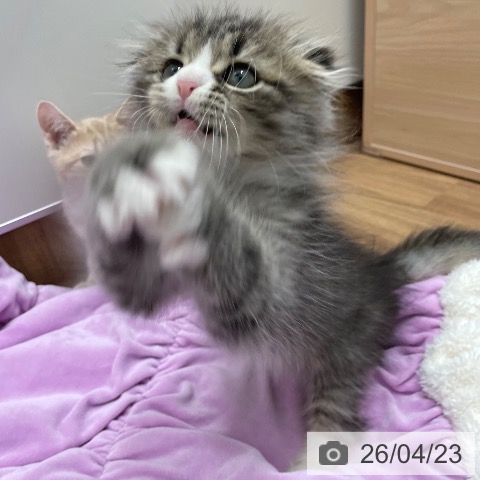 スコティッシュフォールドの写真