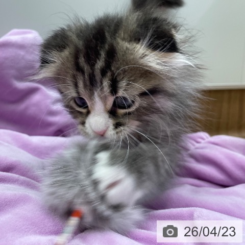 スコティッシュフォールドの写真