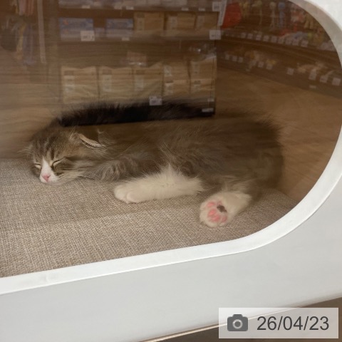 スコティッシュフォールドの写真