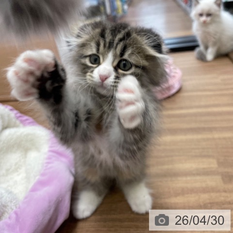 茨城県のスコティッシュフォールド (ペッツワン つくば店/2026年2月20日生まれ/男の子/ブラウンタビーホワイト)の子猫の4枚目の画像