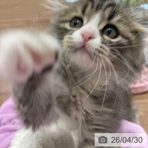 茨城県のスコティッシュフォールド (ペッツワン つくば店/2026年2月20日生まれ/男の子/ブラウンタビーホワイト)の子猫の3枚目の画像