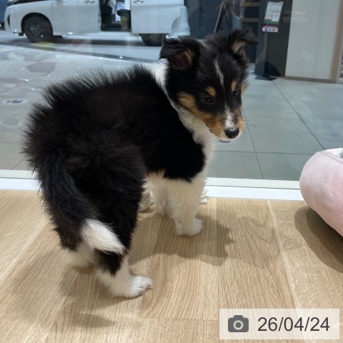 長野県のシェットランドシープドッグ (ペットプラス 須坂店/2026年2月19日生まれ/男の子/ブラックホワイトタン)の子犬の4枚目の画像