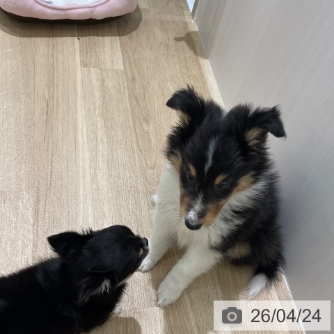 長野県のシェットランドシープドッグ (ペットプラス 須坂店/2026年2月19日生まれ/男の子/ブラックホワイトタン)の子犬の3枚目の画像