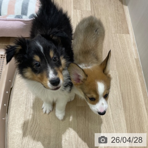 長野県のシェットランドシープドッグ (ペットプラス 須坂店/2026年2月19日生まれ/男の子/ブラックホワイトタン)の子犬の3枚目の画像