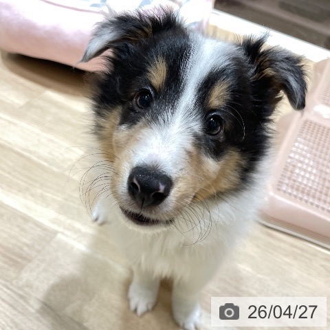 埼玉県のシェットランドシープドッグ (ペットプラス ららぽーと富士見店/2026年2月19日生まれ/男の子/ブルーマール)の子犬の4枚目の画像