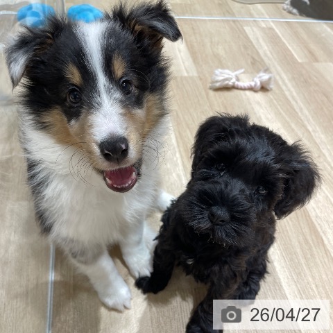 埼玉県のシェットランドシープドッグ (ペットプラス ららぽーと富士見店/2026年2月19日生まれ/男の子/ブルーマール)の子犬の3枚目の画像