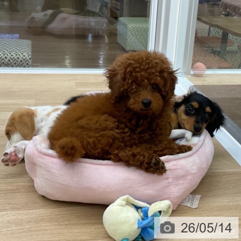 福島県のトイプードル(トイ) (ペットプラス 福島店/2026年2月20日生まれ/女の子/レッド)の子犬の4枚目の画像