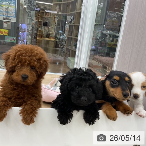 福島県のトイプードル(トイ) (ペットプラス 福島店/2026年2月20日生まれ/女の子/レッド)の子犬の3枚目の画像
