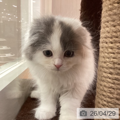 スコティッシュフォールドの写真