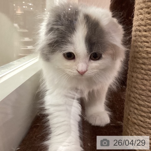スコティッシュフォールドの写真
