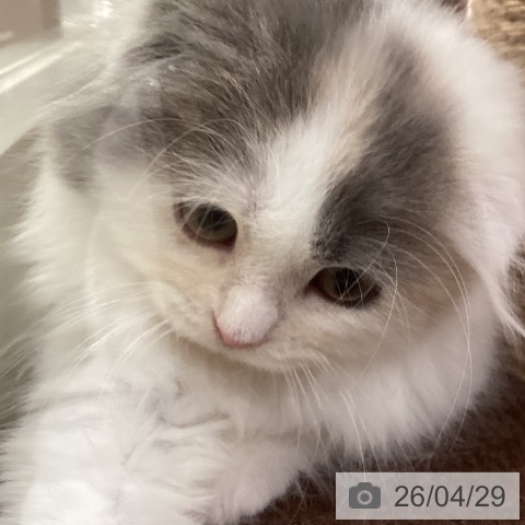 スコティッシュフォールドの写真