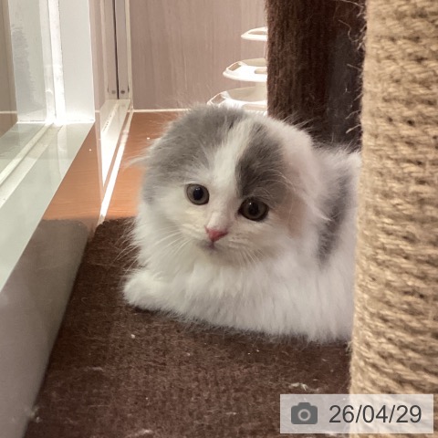 スコティッシュフォールドの写真