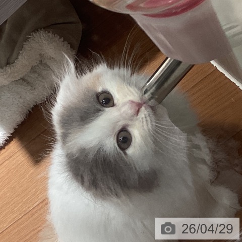 スコティッシュフォールドの写真