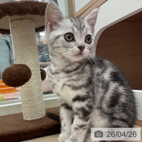 アメリカンショートヘアの写真