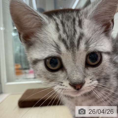 アメリカンショートヘアの写真