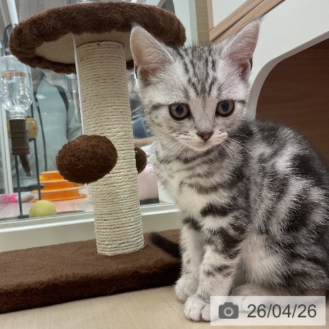 アメリカンショートヘアの写真