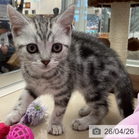 アメリカンショートヘアの写真