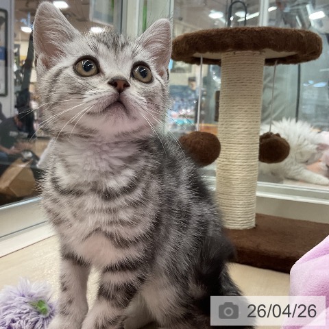 アメリカンショートヘアの写真