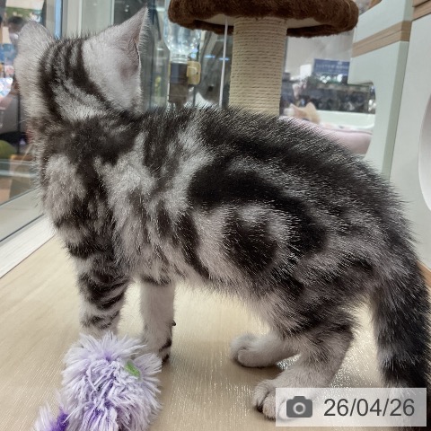 アメリカンショートヘアの写真