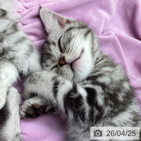 アメリカンショートヘアの写真