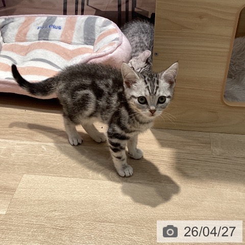 群馬県のアメリカンショートヘアー (ペットプラス イオンモール太田店/2026年2月16日生まれ/女の子/シルバータビー)の子猫の3枚目の画像