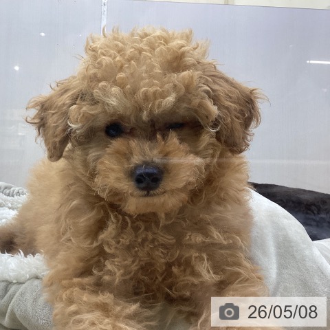 山梨県のトイプードル(トイ) (ペットプラス 甲府昭和店/2026年2月20日生まれ/男の子/アプリコット)の子犬の4枚目の画像
