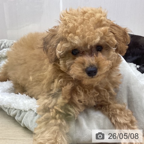 山梨県のトイプードル(トイ) (ペットプラス 甲府昭和店/2026年2月20日生まれ/男の子/アプリコット)の子犬の3枚目の画像