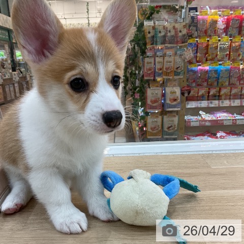 群馬県のウェルシュコーギーペンブローク (ペットプラス 前橋店/2026年2月19日生まれ/女の子/レッドホワイト)の子犬の4枚目の画像