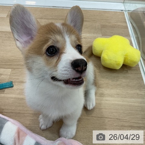 群馬県のウェルシュコーギーペンブローク (ペットプラス 前橋店/2026年2月19日生まれ/女の子/レッドホワイト)の子犬の3枚目の画像